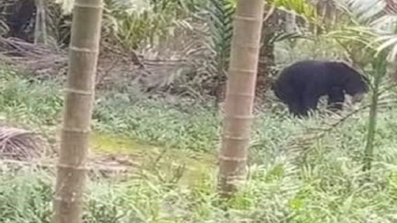 Beruang madu ((helarctos malayanus) yang sedang berada di kebun warga Tanjabbar, Jambi.(ANTARA/Eko)