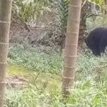 Beruang madu ((helarctos malayanus) yang sedang berada di kebun warga Tanjabbar, Jambi.(ANTARA/Eko)-1683175468