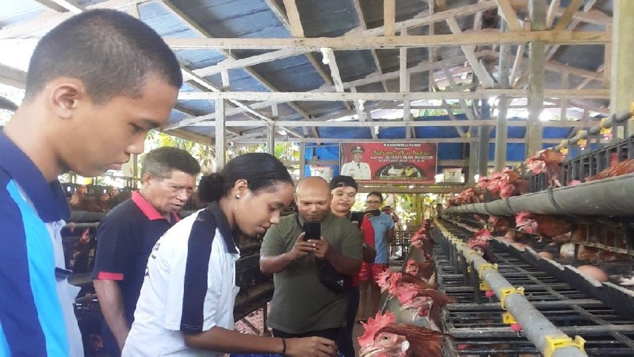 Peternakan ayam petelur milik pelaku usaha orang asli Papua di Kabupaten Biak Numfor sedang panen telur ayam.ANTARA/Muhsidin