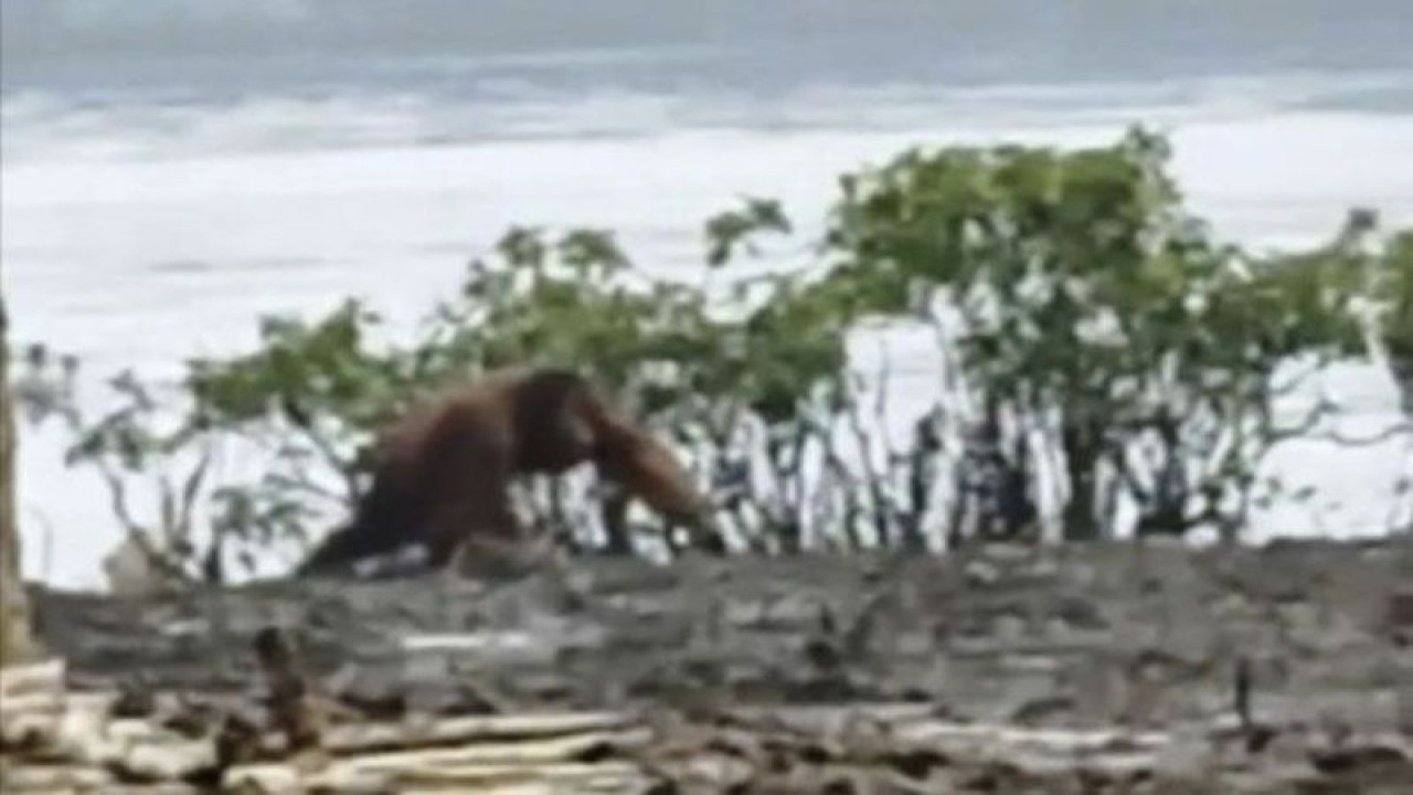 Gambar tangkapan layar Kemunculan orang utan yang sempat divideokan oleh warga Desa Kanamit,Pulang Pisau, Senin (1/5/2023). (ANTARA/HO-Dokumen Warga)
