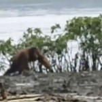 BKSDA Kalteng terus pantau keberadaan orang utan di Pulang Pisau-1683616913
