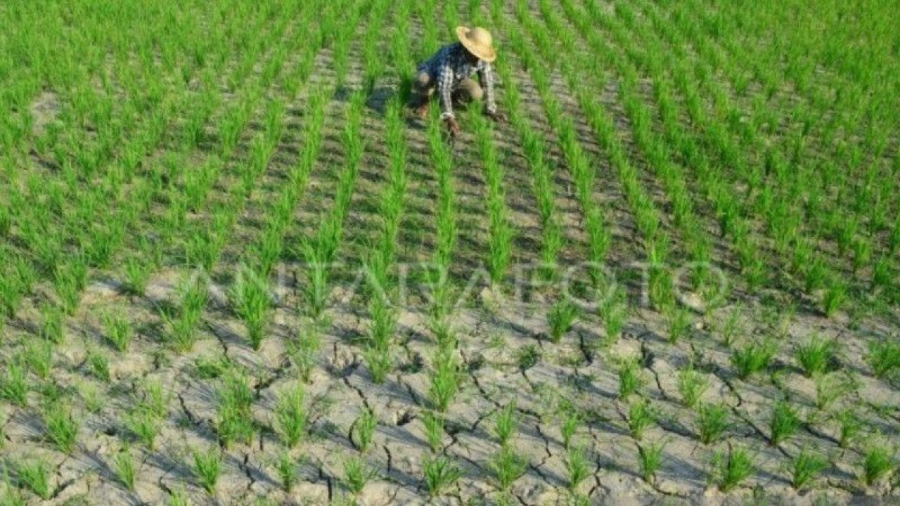 Arsip foto - Seorang petani menyiangi rumput liar di lahan pertanian yang mengalami kekeringan di Banjar Telabah, Sukawati, Kabupaten Gianyar, Bali, Kamis (1/10). ANTARA/Fikri Yusuf