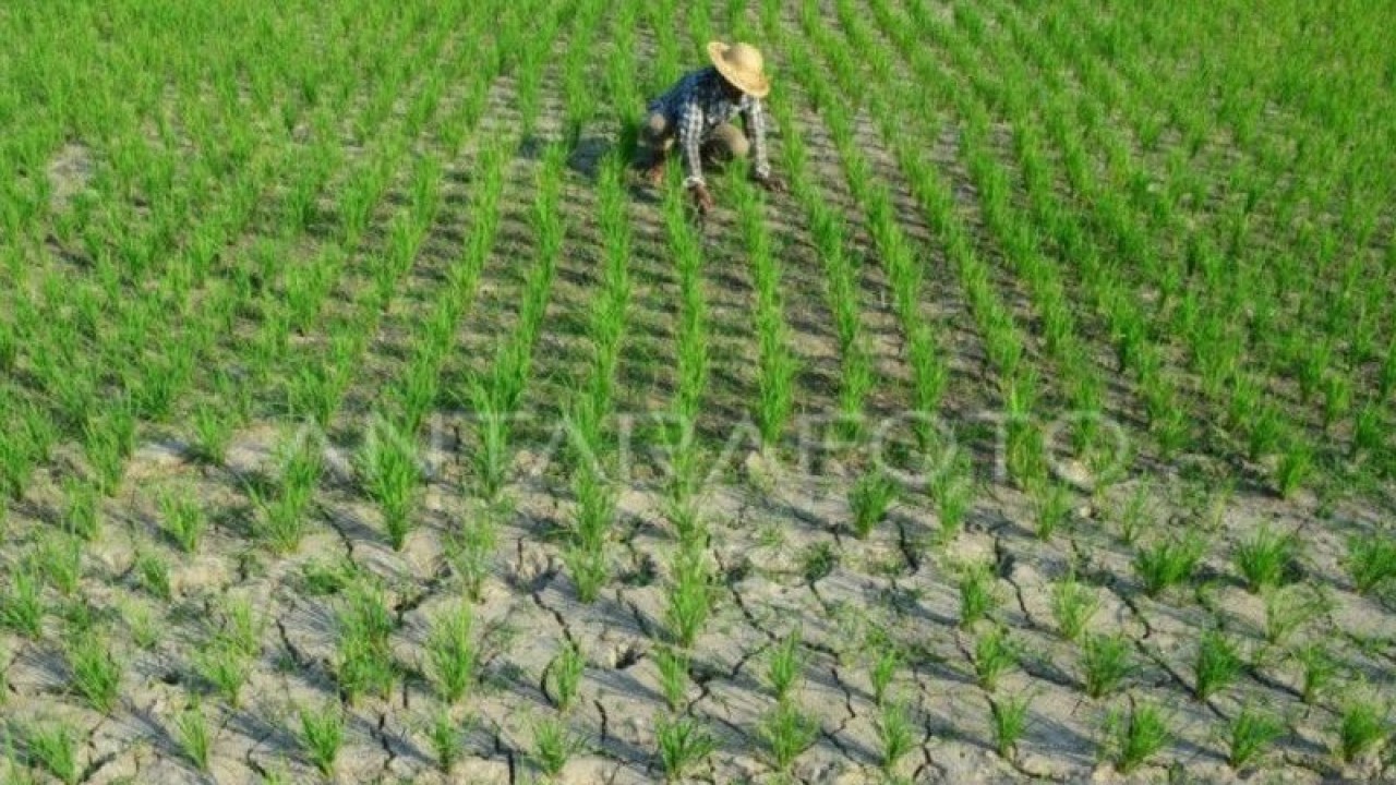 Arsip foto - Seorang petani menyiangi rumput liar di lahan pertanian yang mengalami kekeringan di Banjar Telabah, Sukawati, Kabupaten Gianyar, Bali, Kamis (1/10) ANTARA/Fikri Yusuf