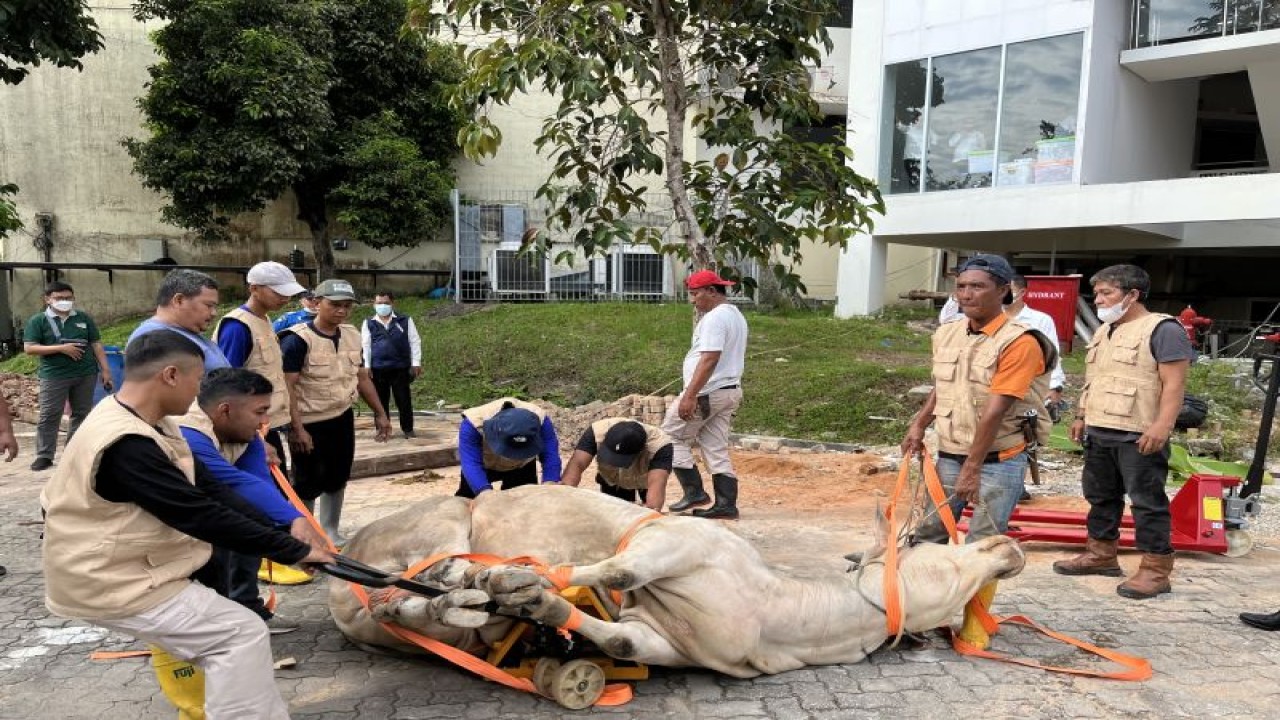 Pelaksanaan penyembelihan hewan kurban di lingkungan Badan Pengusahaan (BP) Batam pada Idul Adha 1443 Hijriah. (ANTARA/Jessica)