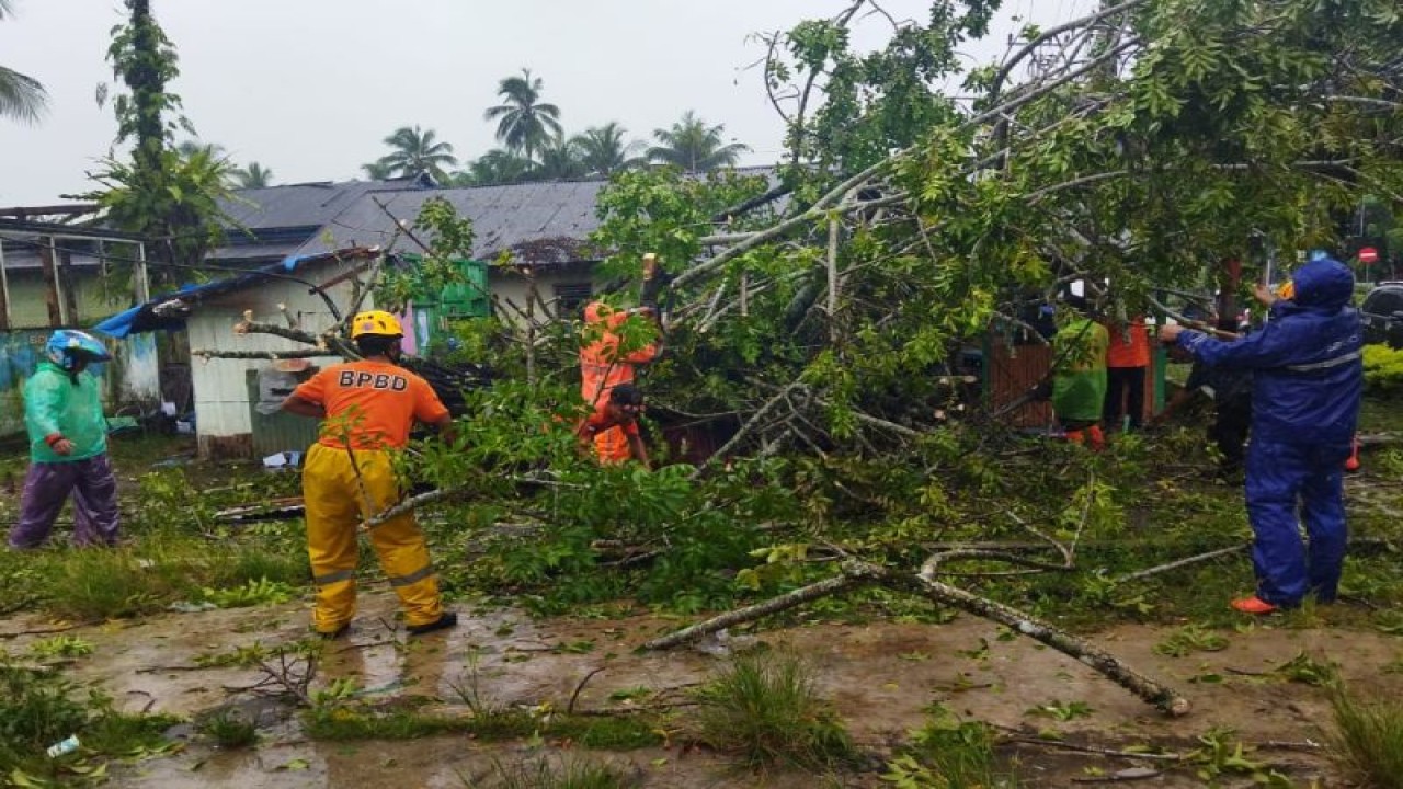 Anggota Satgas BPBD Kabupaten Agam, Sumbar, sedang membersihkan pohon tumbang, Senin (8/5/2023). FOTO ANTARA/HO-BPBD Agam