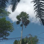 Cuaca cerah di wilayah Nusa Tenggara Barat (ANTARA/Akhyar)-1683790817