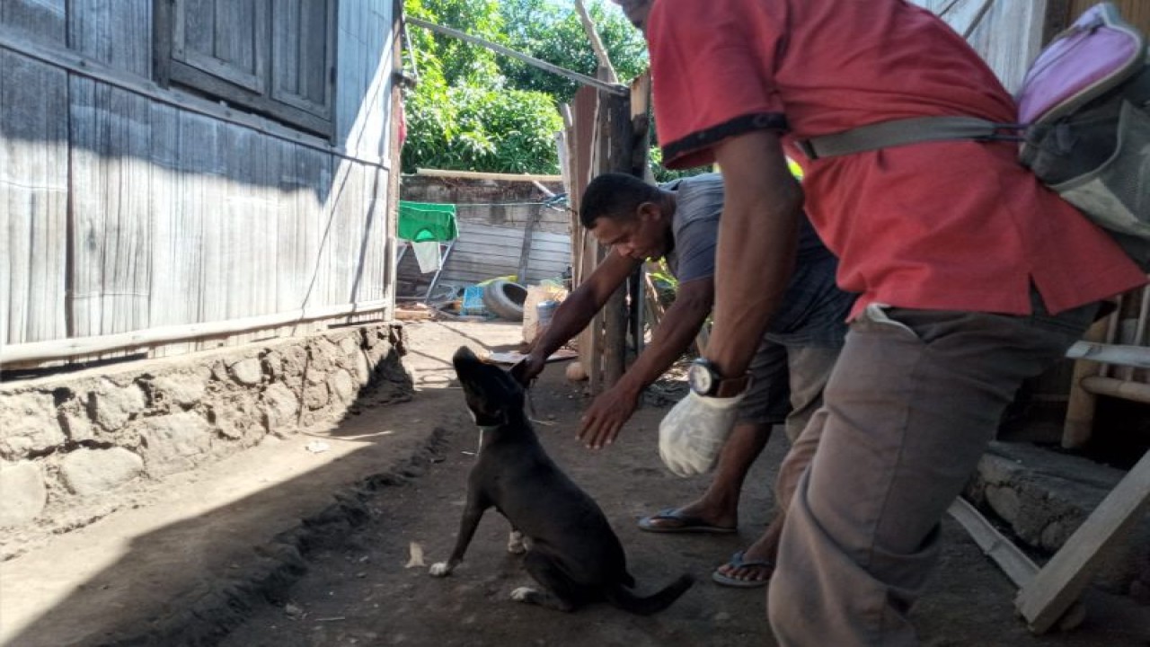 Vaksinasi anjing untuk mencegah rabies di Kelurahan Waioti, Kecamatan Alok Timur, Kabupaten Sikka, NTT, Jumat (12/5/2023). (ANTARA/HO-Dokumentasi Pribadi)