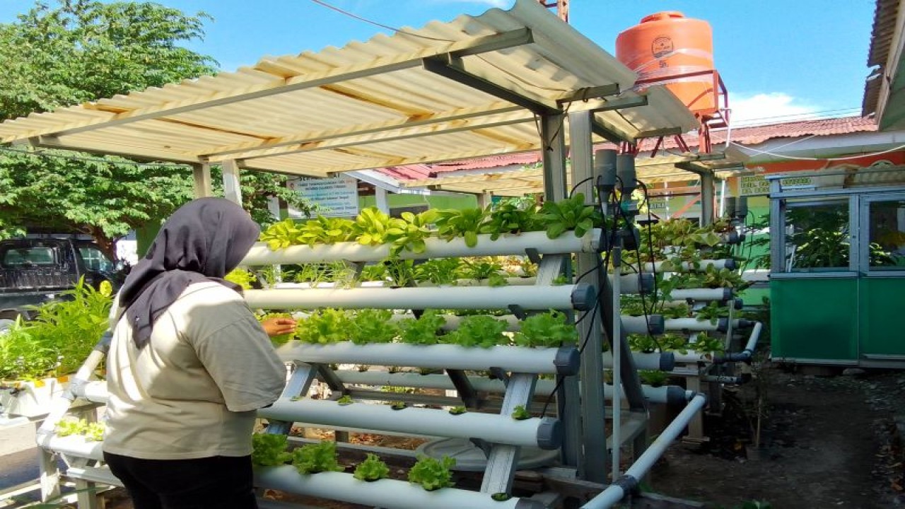 Budidaya Hidroponik yang dilakukan oleh Dinas Pertanian dan Ketahanan Pangan Kota Palu, di Palu, Senin (15/5/2023). (ANTARA/Nur Amalia Amir)