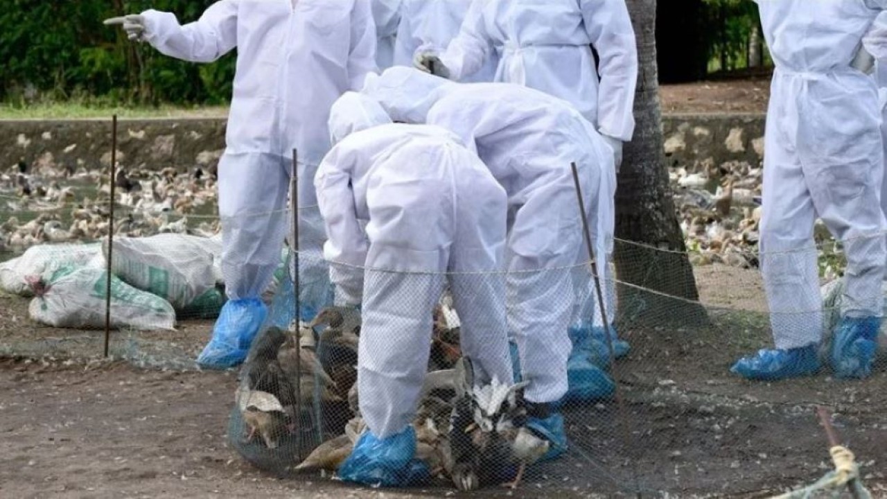 Sejumlah distrik Moskow, Rusia, dikarantina akibat wabah flu burung. (Anadolu Agency)