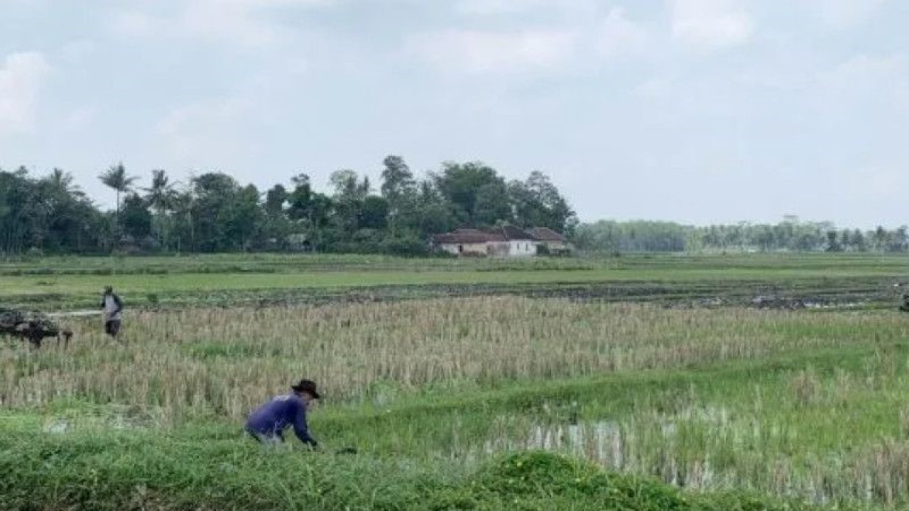 Foto arsip. Kawasan pertanian di wilayah Kabupaten Malang, Jawa Timur. (ANTARA/Vicki Febrianto)