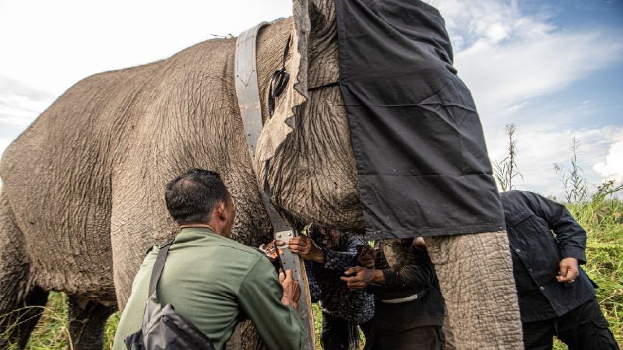 Sejumlah Mahout (pawang) memasangkan kalung GPS (GPS Collar) pada leher seekor Gajah Sumatra (Elephas maximus sumatranus) liar berjenis kelamin betina di kantong habitat Sugihan-Simpang Heran yang berada di area konsesi mitra pemasok APP Sinar Mas PT Bumi Andalas Permai (BAP), Desa Sungai Batang, Kecamatan Air Sugihan, Ogan Komering Ilir (OKI), Sumatera Selatan. Balai Konservasi Sumber Daya Alam (BKSDA) Sumatera Selatan bersama APP Sinar Mas dan Perkumpulan Jejaring Hutan Satwa (PJHS) memasang satu kalung GPS pada satu ekor gajah sumatera liar berjenis kelamin betina bernama Meisya berusia 25 tahun dengan berat 2.782 kg yang bertujuan untuk memantau pergerakan satwa sebagai upaya dari mitigasi konflik. ANTARA FOTO/Nova Wahyudi