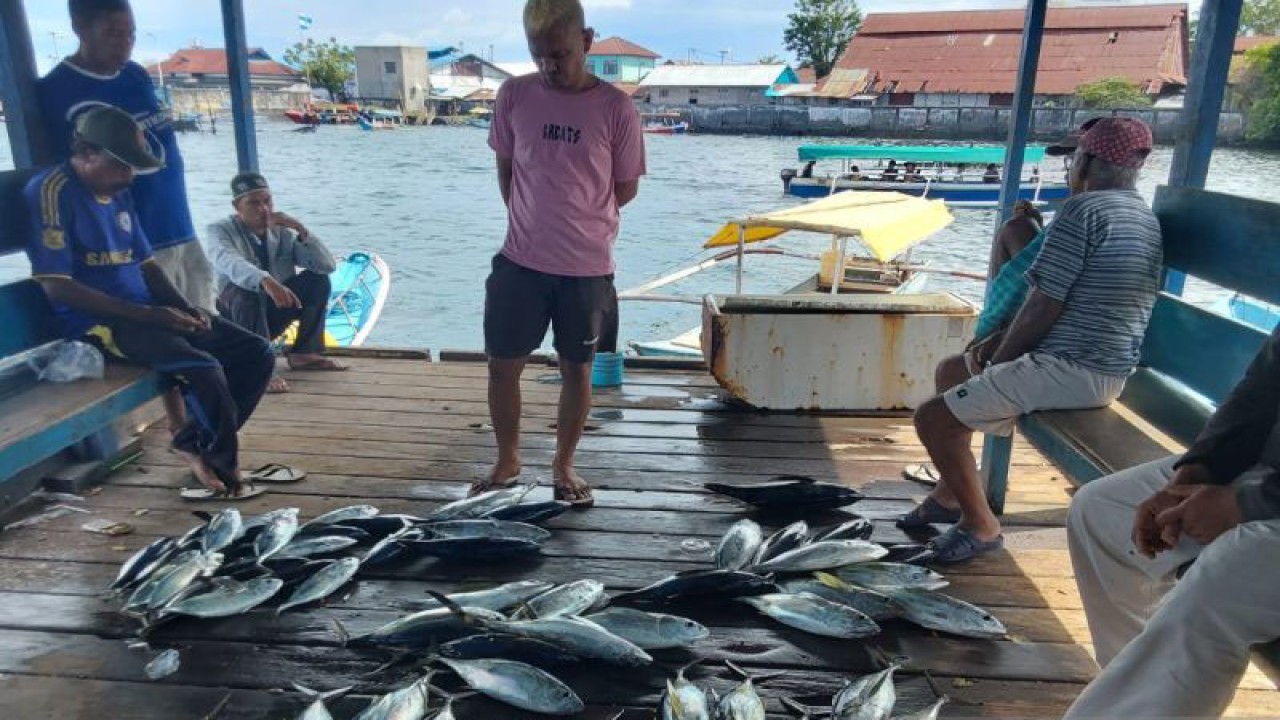 Ikan tuna hasil tangkapan nelayan di Maluku (Antara/AbdulFatah)