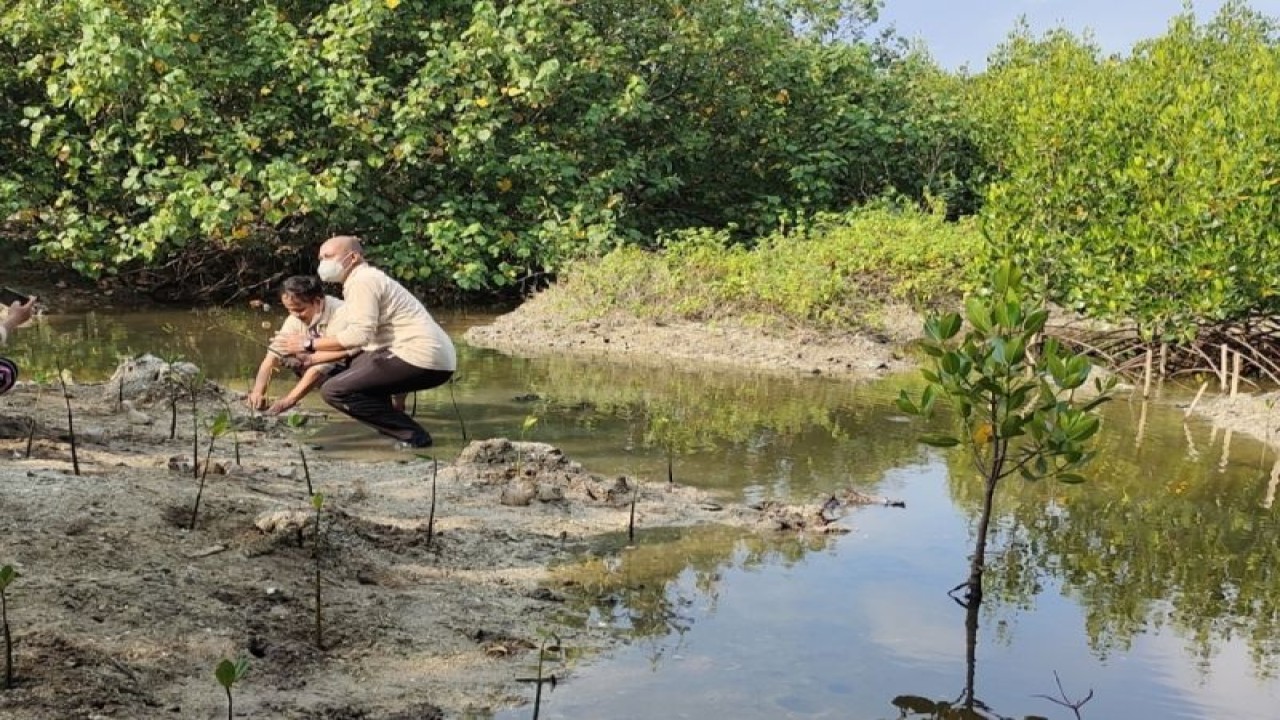 Ilustrasi- Penanaman mangrove yang dilakukan di Lampung. ANTARA/Ruth Intan Sozometa Kanafi.