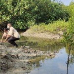 Ilustrasi- Penanaman mangrove yang dilakukan di Lampung. ANTARA/Ruth Intan Sozometa Kanafi.-1685091877