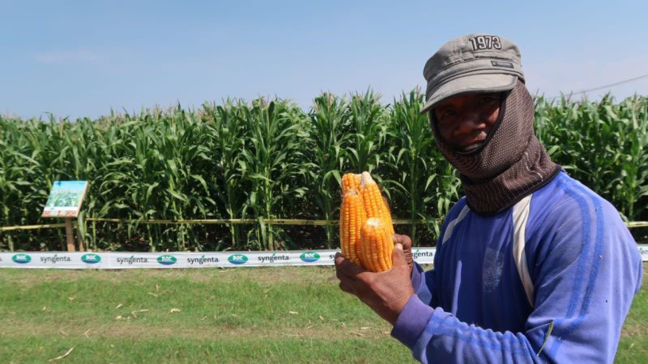 Seorang petani memperlihatkan produk jagung hasil rekayasa genetik di Probolinggo, Jawa Timur, Rabu (24/5/2023). (ANTARA/Sugiharto Purnama)