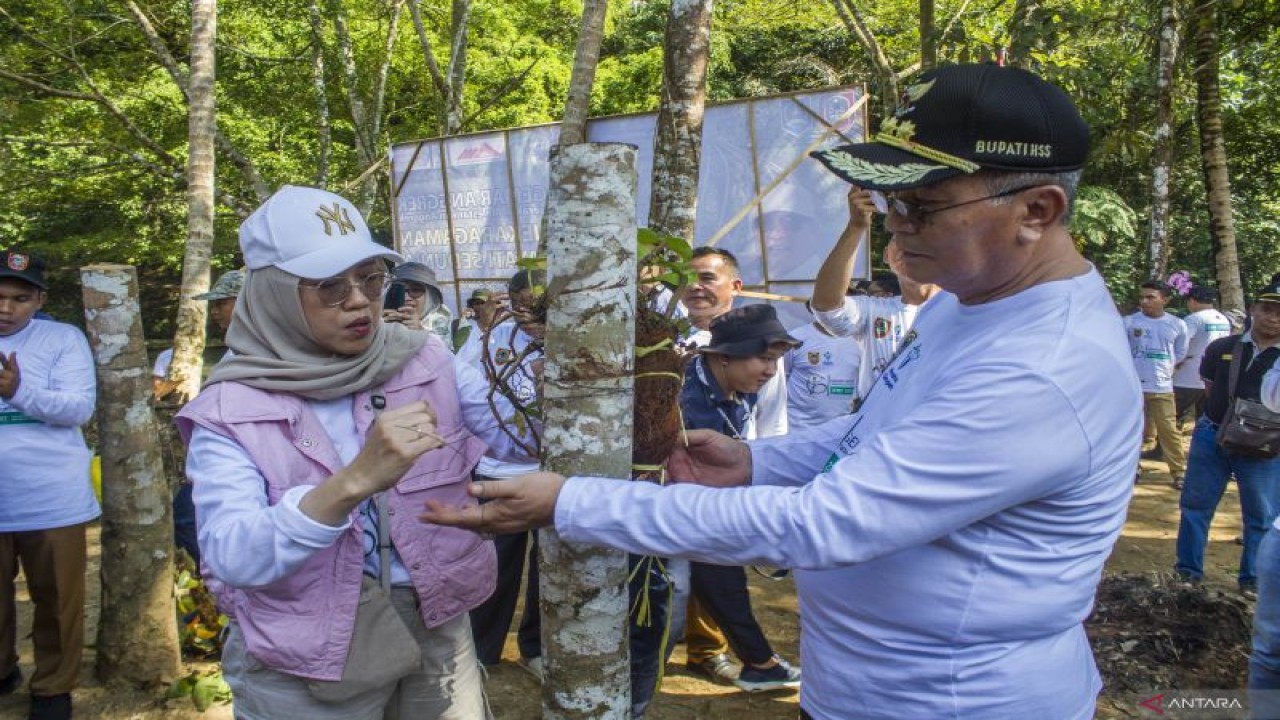 Kepala DLH Provinsi Kalimantan Selatan Hanifah Dwi Nirwana (kiri) memindahkan salah satu tanaman anggrek ke batang pohon pada peringatan Hari Keanekaragaman Hayati Sedunia di Desa Tumingki, Kecamatan Loksado, Kabupaten Hulu Sungai Selatan, Senin (22/5/2023). (ANTARA/Tumpal Andani Aritonang)