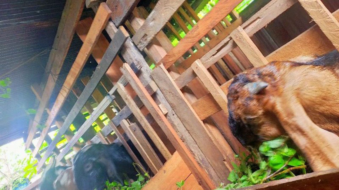 Hewan ternak kambing di Kuala Pembuang, Rabu, (31/5/2023). (ANTARA/Radianor)