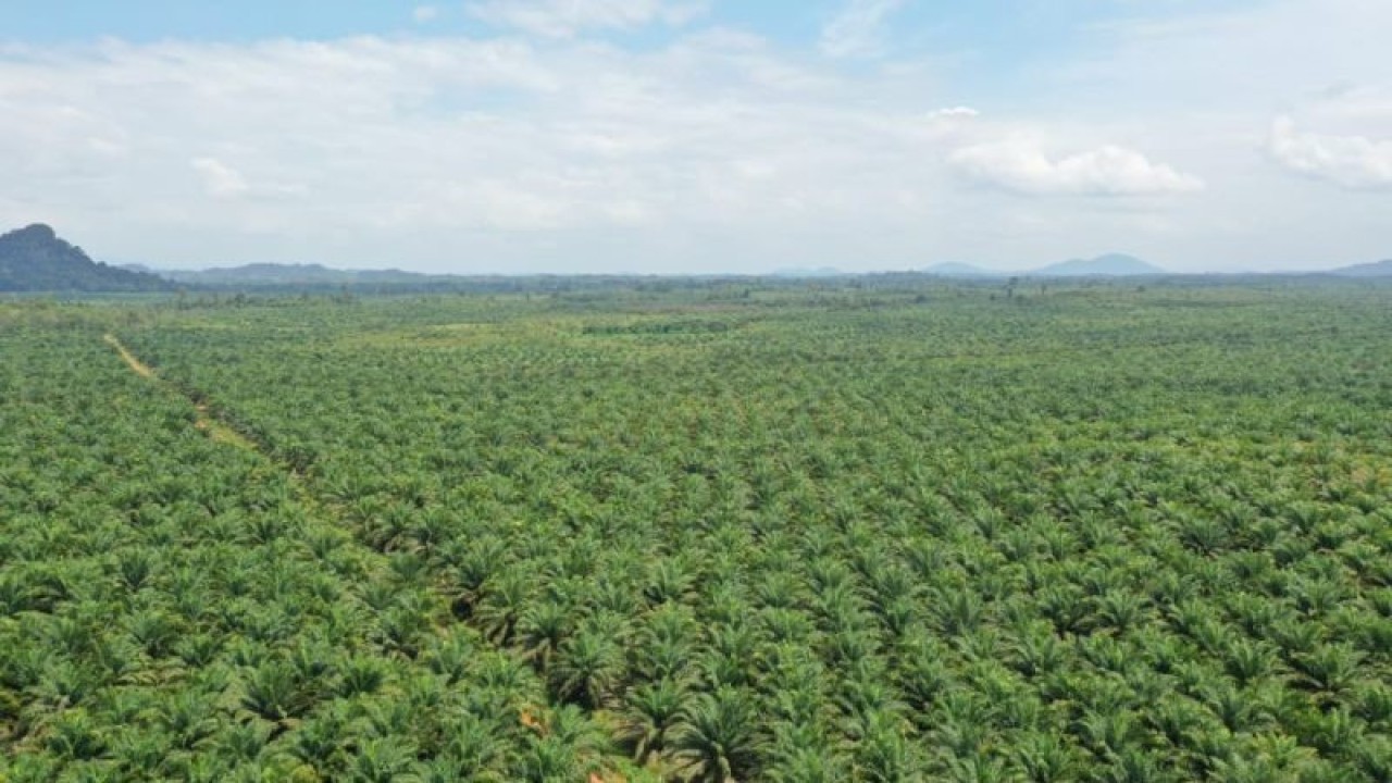 Kebun sawit di Kalbar (ANTARA/Dedi)