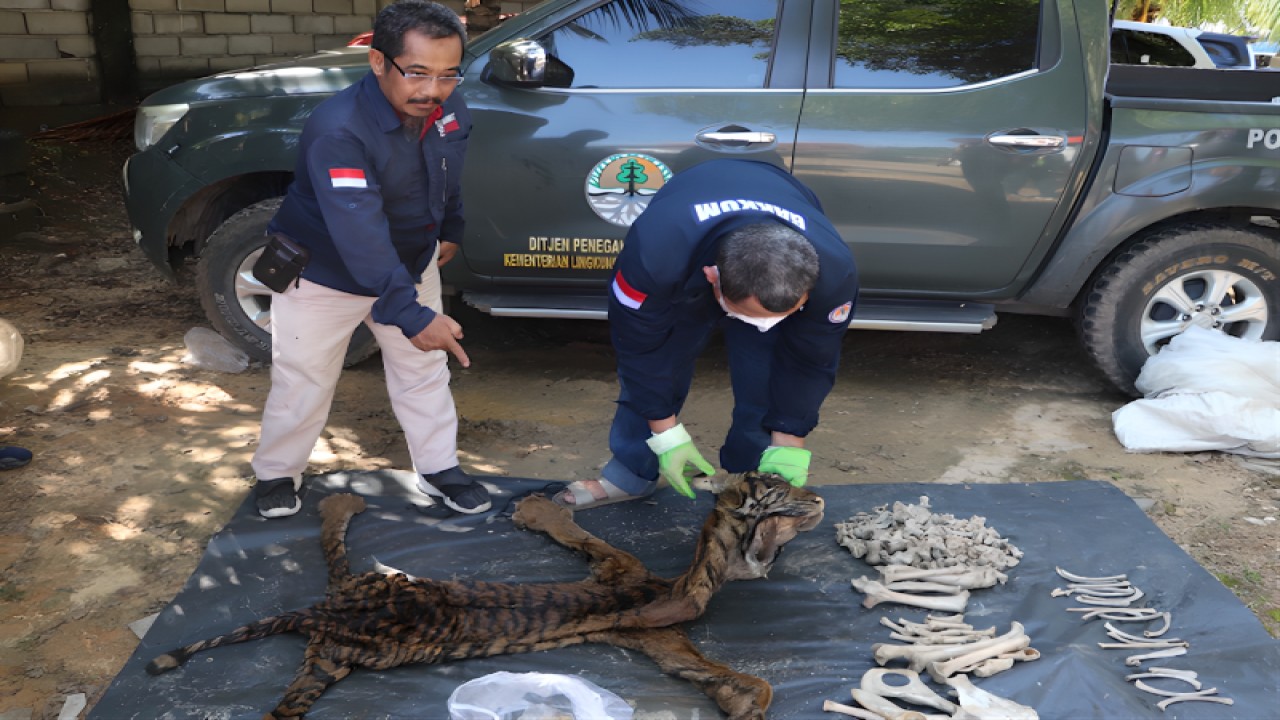 Petugas Balai Penegakan Hukum Kementerian Lingkungan Hidup dan Kehutanan memperlihatkan barang bukti jual-beli kulit dan tulang harimau di Jambi. (FOTO ANTARA/HO-Kementerian LHK)