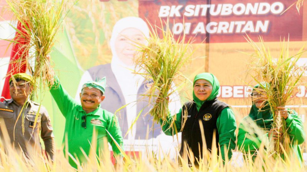 Gubernur Jatim Khofifah Indar Parawansa (dua kanan) dan Bupati Situbondo Karna Suswandi (dua kiri) panen perdana padi BK 01 dan 02 agritan di Situbondo. Selasa (23/5/2023) ANTARA/Novi Husdinariyanto