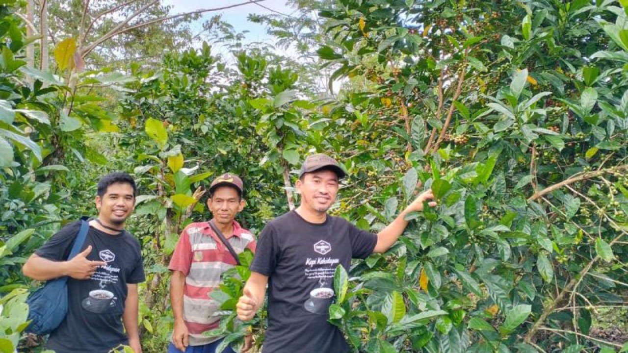 Penggiat Kopi Sendoyan saat meninjau kebun kopi liberika petani Batu Layar. (ANTARA/Juliansyah)
