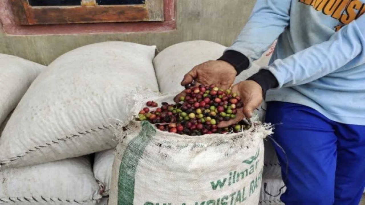 Ilustrasi - Petani kopi menunjukan buah biji kopi hasil panen. ANTARA/HO/22