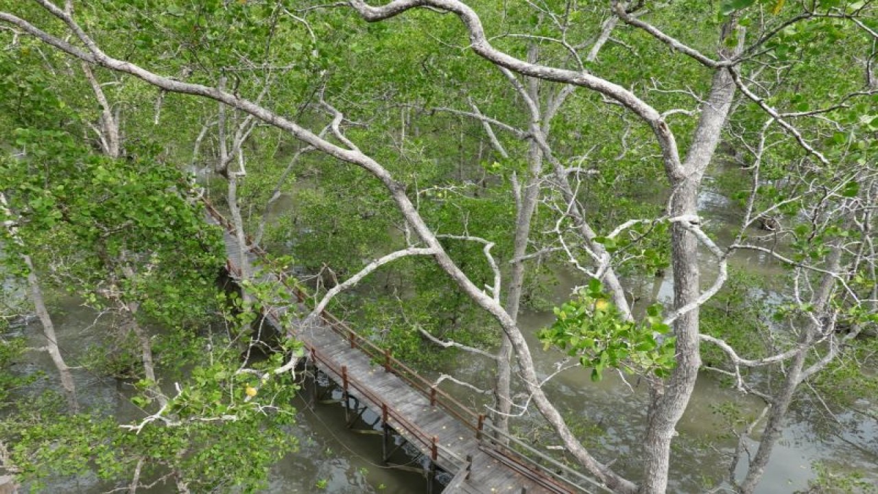 Kawasan ekowisata mangrove yang berlokasi di Kampung Teluk Semanting, Kecamatan Pulau Derawan, Kabupaten Berau, Provinsi Kalimantan Timur. (ANTARA/HO-YKAN)