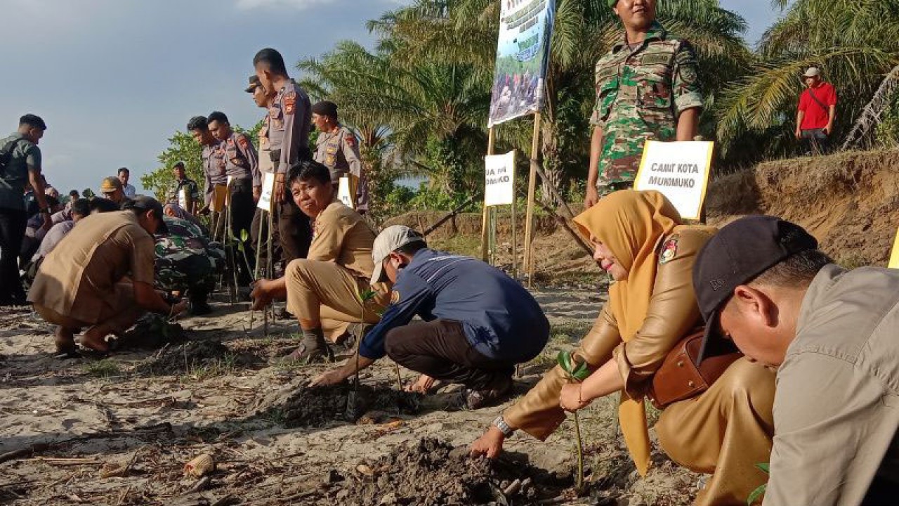 Sejumlah peserta penanaman mangrove sepanjang muara Desa Pasar Sebelah, Kabupaten Mukomuko, Provinsi Bengkulu, Senin (15/5/2023) FOTO ANTARA/Ferri.