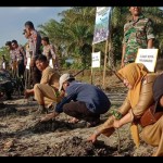 Mangrove-1684150907