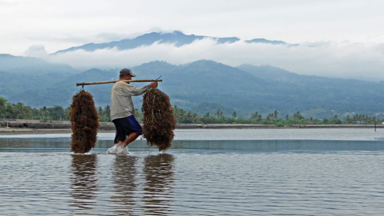 Nelayan mengangkut benih rumput laut di perairan Desa Bonto Jai, Kabupaten Bantaeng, Sulawesi Selatan, Minggu (27/11/2022). Kementerian Kelautan dan Perikanan (KKP) akan memfokuskan kegiatan budi daya pada produk perikanan unggulan seperti rumput laut yang mampu menyerap karbon serta mengoptimalkan pemanfaatan komoditas tersebut untuk dikembangkan menjadi kawasan industri rumput laut berkelanjutan guna mendukung program prioritas KKP yang berbasis pada ekonomi biru. ANTARA FOTO/Arnas Padda/aww. (ANTARA/ARNAS PADDA)
