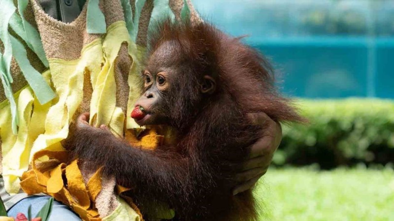 Ilustrasi: Noa bayi Orang Utan (Pongo Pygmaeus) memakan buah stroberi saat diperlihatkan kepada pengunjung Gembira Loka Zoo di Umbulharjo, Yogyakarta,. ANTARA FOTO/Hendra Nurdiyansyah/rwa.