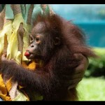 Orang utan Indonesia jadi perhatian ASEAN dan dunia-1683531819