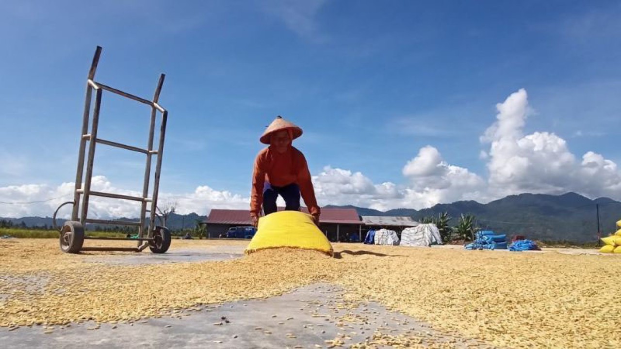 Ilustrasi - Seorang petani di Kabupaten Parigi Moutong, Sulawesi Tengah sedang menjemur gabah hasil panen sebelum digiling menjadi beras, Sabtu (11/3/2023). ANTARA/Moh Ridwan
