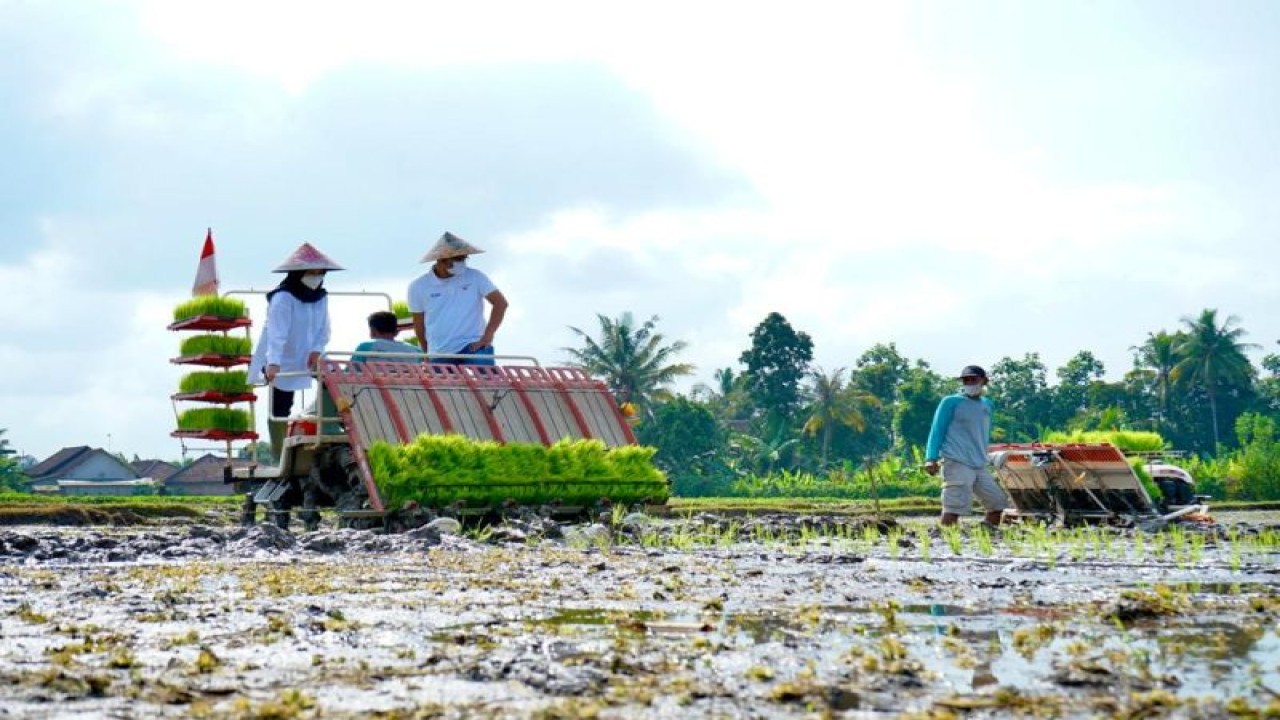 Dokumentasi--Bupati Banyuwangi Ipuk Fiestiandani saat menanam bibit padi. ANTARA/HO-Humas Pemkab Banyuwangi