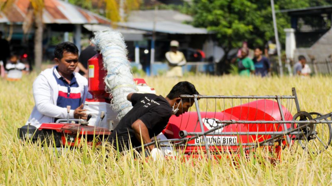 Panen perdana padi BK 01 dan 02 menggunakan mesin pemanen kombinasi di areal persawahan Situbondo. Selasa (24/5/2023) ANTARA/Novi Husdinariyanto