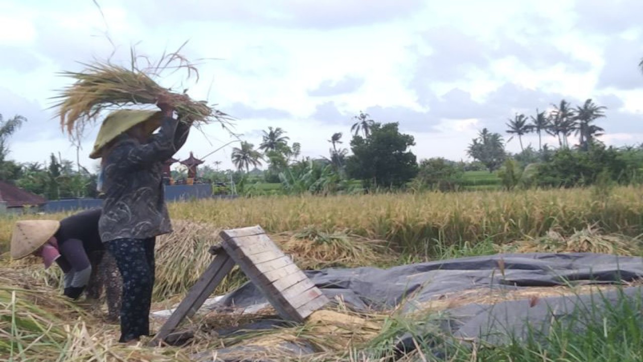 Petani memanen padi secara tradisional di Kecamatan Sukawati, Kabupaten Gianyar, Bali, Jumat (30/4/2023). ANTARA/Dewa Ketut Sudiarta Wiguna.
