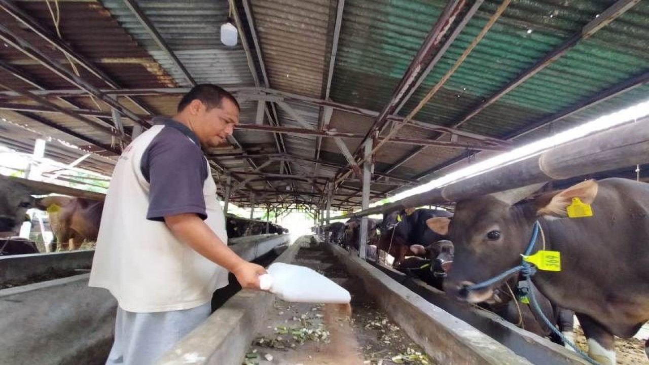 Pedagang sapi kurban Hendra Shogir (ANTARA/Foto: Feru Lantara)