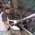 Pedagang sapi kurban Hendra Shogir (ANTARA/Foto: Feru Lantara)-1684827524