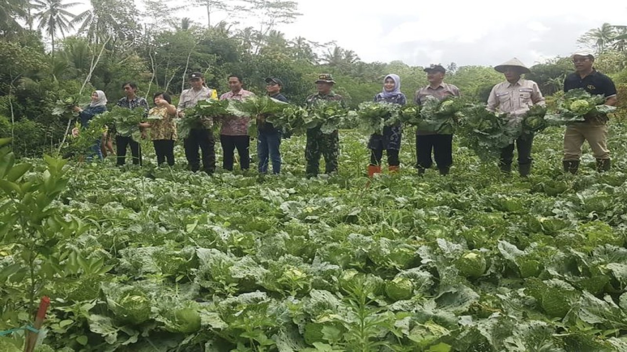 Dokumentasi - Panen kubis di Desa Bangelan, Kecamatan Wonosari, Kabupaten Malang, Jawa Timur yang mengembangkan konsep food estate untuk program ketahanan pangan. (ANTARA/HO-Humas TPP Kabupaten Malang)