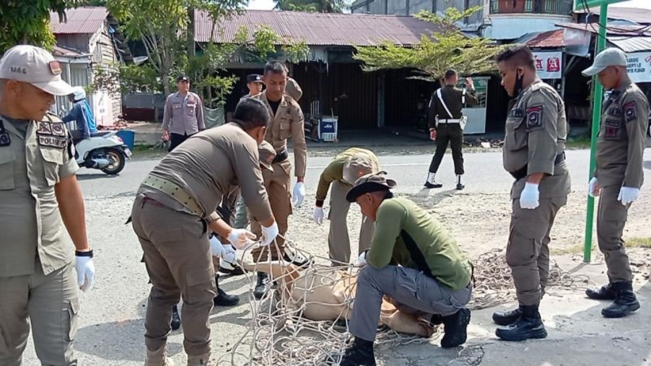 Tim Satpol PP dan WH Aceh Jaya menangkap sejumlah hewan ternak warga yang berkeliaran di jalan Banda Aceh Meulaboh, Selasa (16/5/2023) (ANTARA/HO)