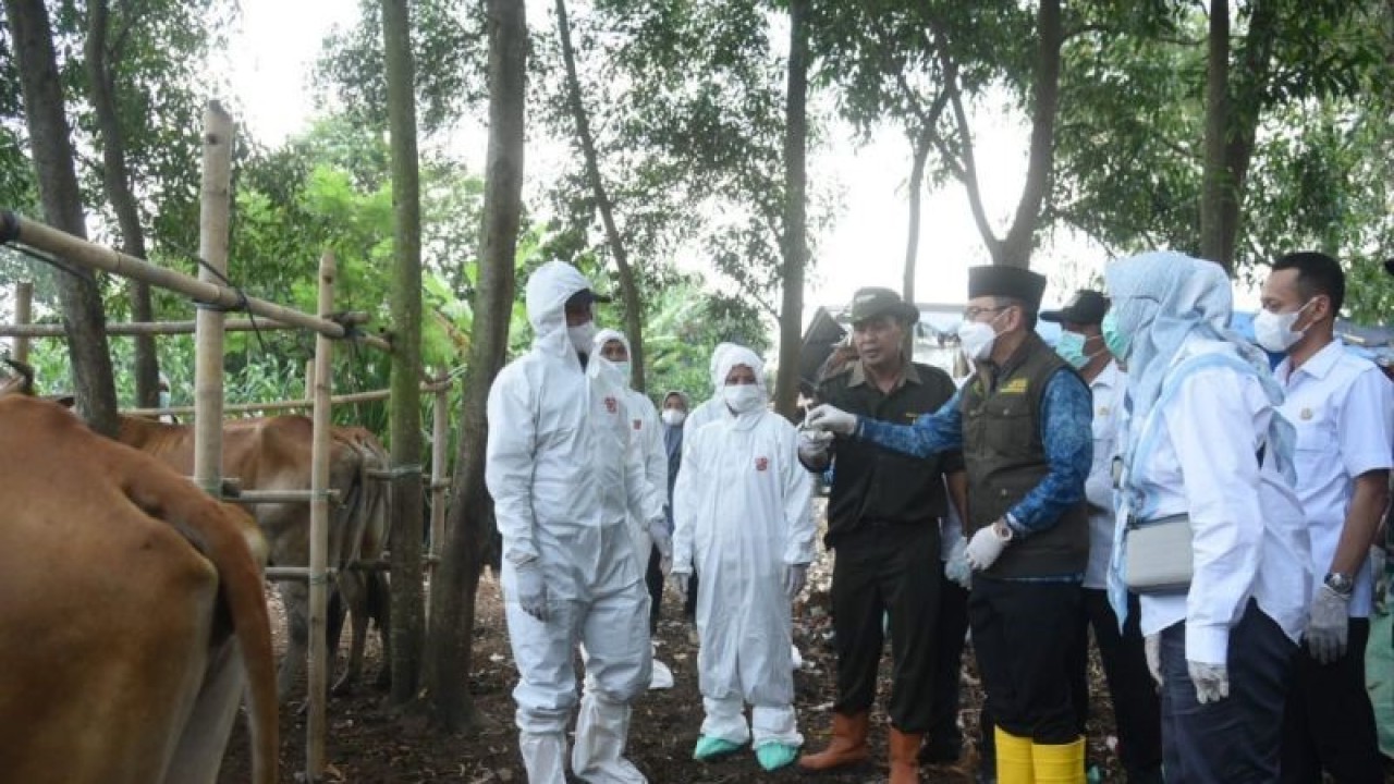Penjabat Bupati Bekasi Dani Ramdan saat meninjau vaksinasi penyakit mulut dan kuku pada hewan ternak di Desa Cicau, Kecamatan Cikarang Pusat pada Rabu (29/6/2022). (ANTARA/Pradita Kurniawan Syah).