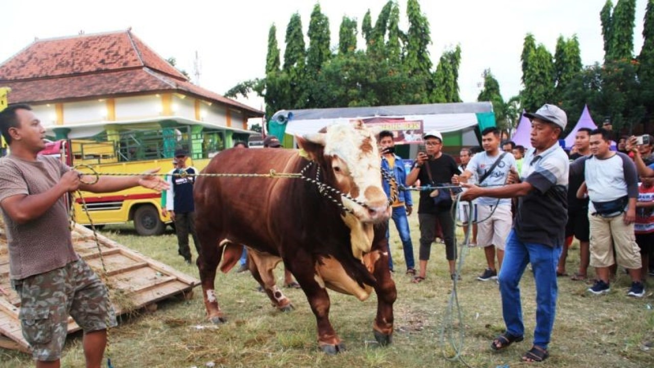 Peternak menurunkan hewan ternaknya di area Kontes Ternak di Alun-Alun Kecamatan Besuki, Situbondo, Jatim, Selasa (30/5/2023). ANTARA/Novi Husdinariyanto
