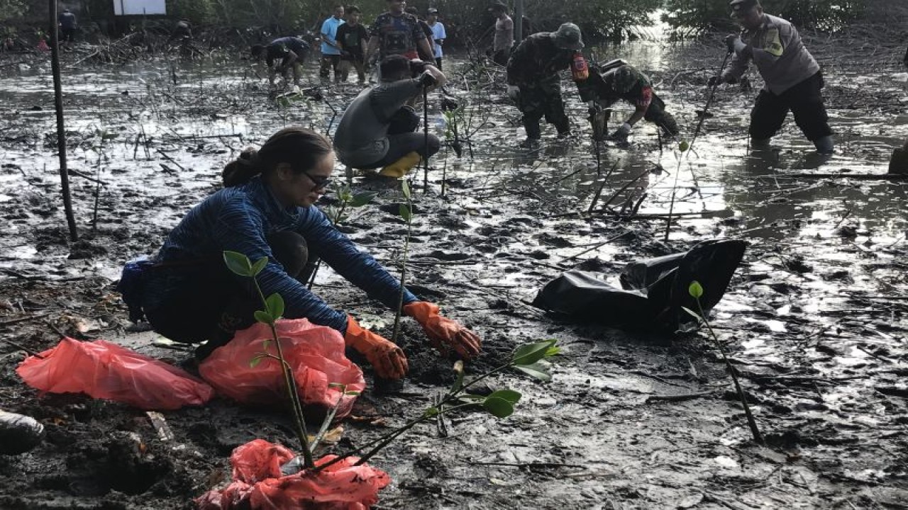 Penanaman mangrove oleh komunitas lingkungan di kawasan Pantai Poka, Teluk Ambon, Kamis. (ANTARA/Winda Herman)