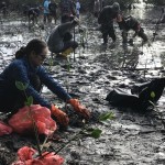 Penanaman mangrove oleh komunitas lingkungan di kawasan Pantai Poka, Teluk Ambon, Kamis. (ANTARA/Winda Herman)-1683800431