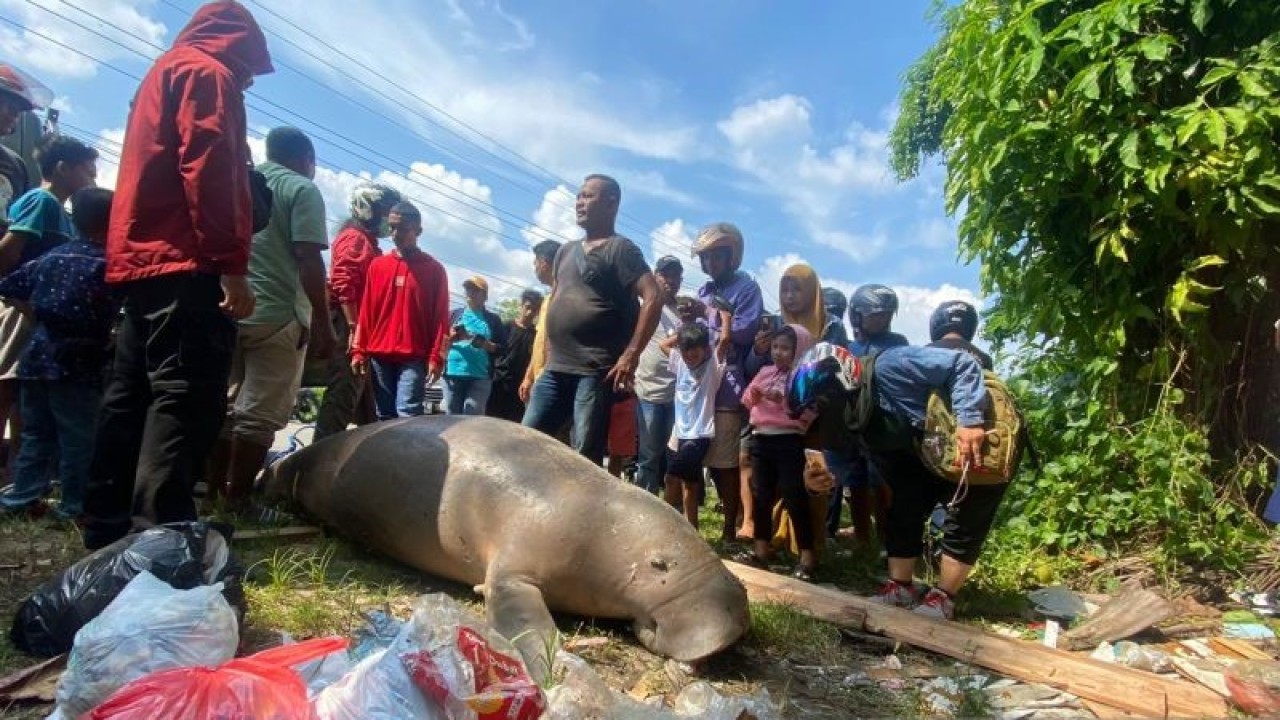 Penemuan bangkai duyung atau dugong di pesisir pantai pasar Minggu Ambon, Maluku (Antara/DedyAzis)