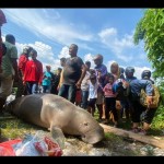Penemuan bangkai duyung atau dugong di pesisir pantai pasar Minggu Ambon, Maluku (Antara/DedyAzis)-1684823199