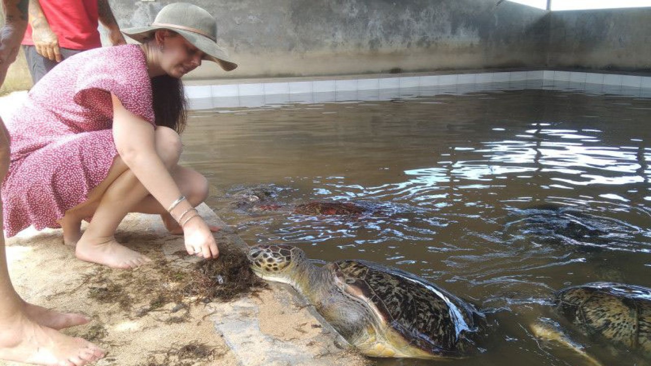 Wisatawan memberikan makanan berupa rumput laut kepada penyu hijau (Chelonia mydas) di penangkaran penyu Tambaksari di Tanjung Benoa, Kabupaten Badung, Bali, Rabu (3/5/2023) ANTARA/Dewa Ketut Sudiarta Wiguna