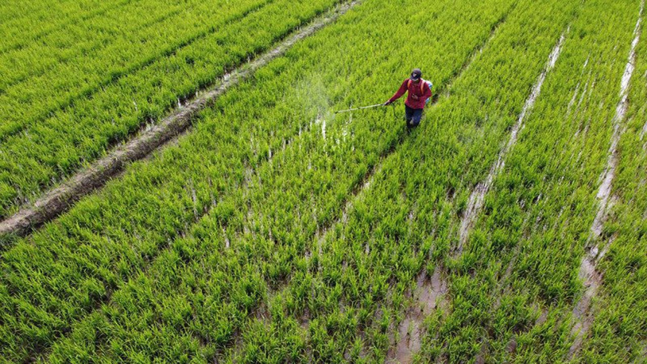 Dokumentasi - Petani melakukan penyemprotan pestisida organik pada tanaman padi di areal persawahan Kecamatan Ranomeeto, Konawe Selatan, Sulawesi Tenggara, Senin (7/9/2020). ANTARA FOTO/Jojon/wsj/am.
