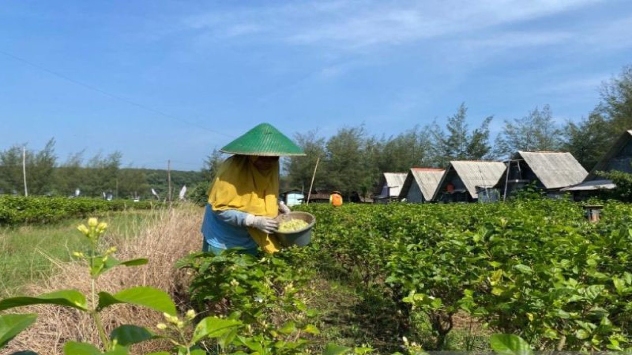 Seorang petani melati Kecamatan Gringsing, Kabupaten Batang sedang memanen bunga melati. (ANTARA/Kutnadi)