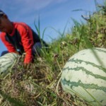 Petani-1684723076
